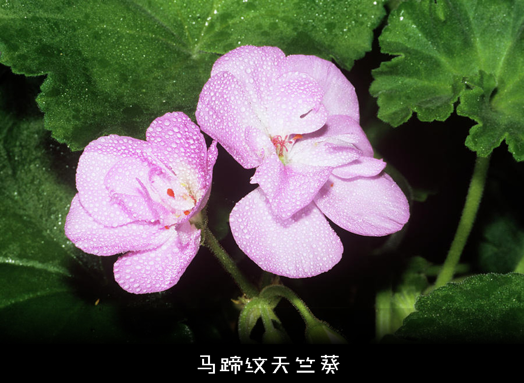 色盲悖论是什么，如何解释才能不留BUG？带你深入认识色盲