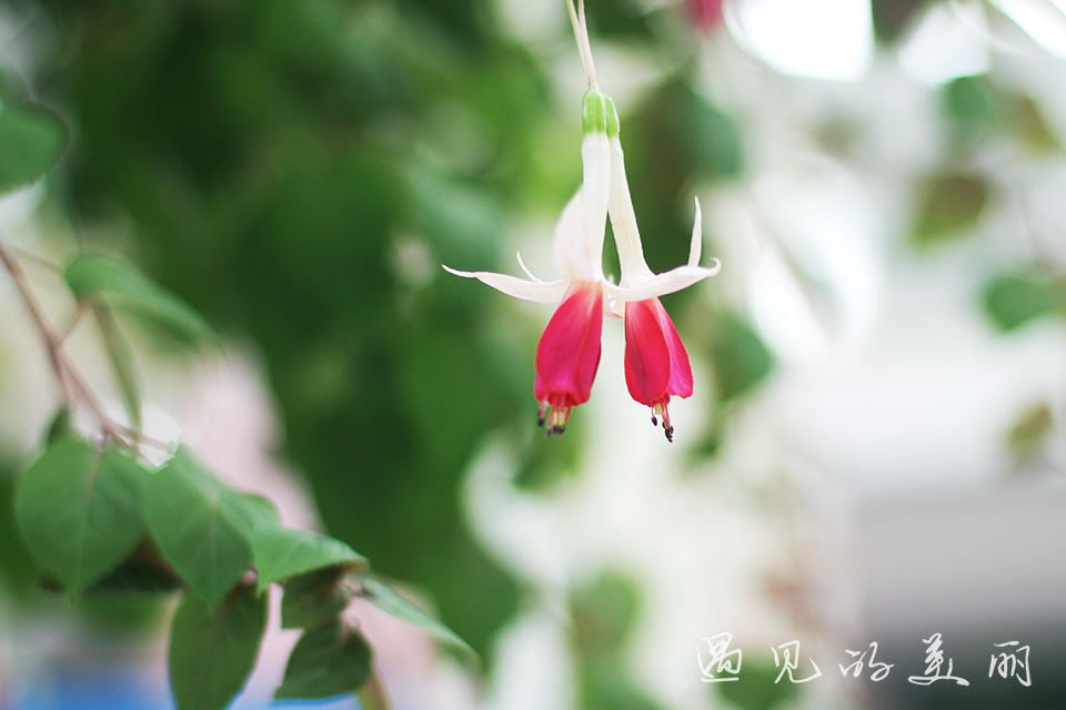 百万葵园有多坑,百万葵园免门票