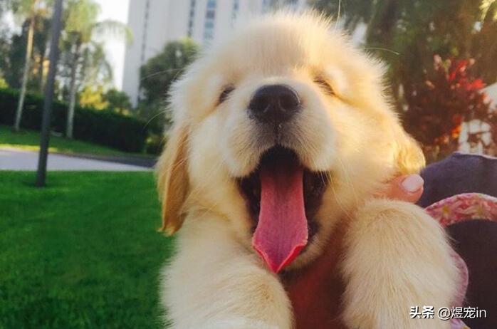 金毛舌头红红的怎么回事,金毛狗狗脚毛变红怎么回事