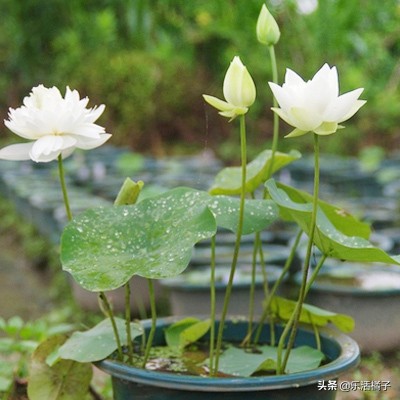出淤泥而不染的荷花给人什么启示,出淤泥而不染的荷花是靠的荷叶吗
