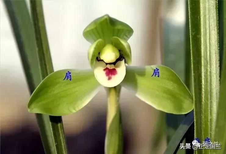 兰花知识大全100种,兰花鉴赏术语100条