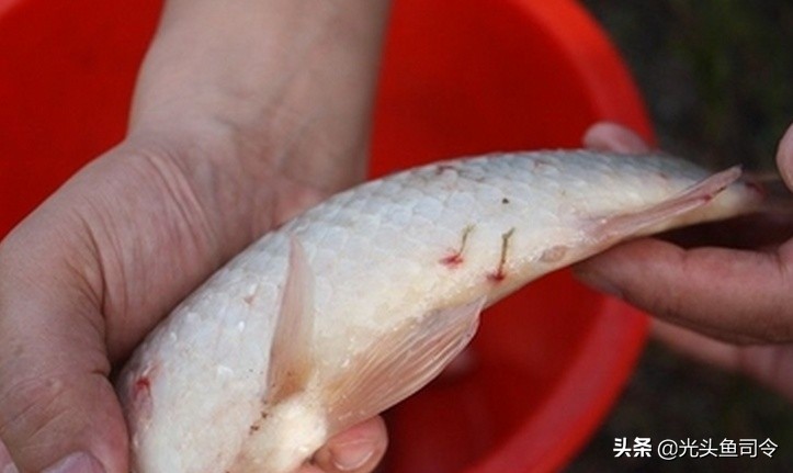 鱼类体内寄生虫图片大全,春季鱼类常见的寄生虫