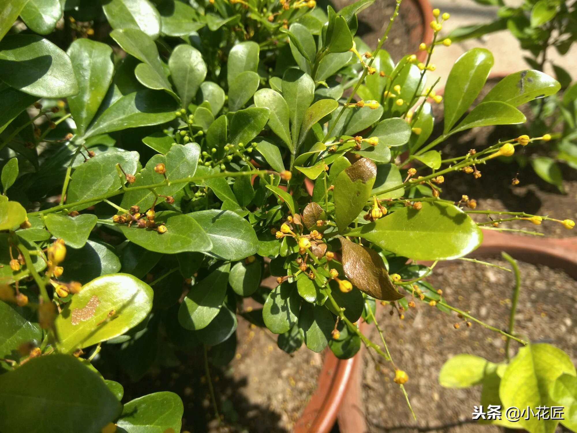 米兰干枯叶子全掉完了还能活吗,米兰花叶子干枯掉落怎么补救