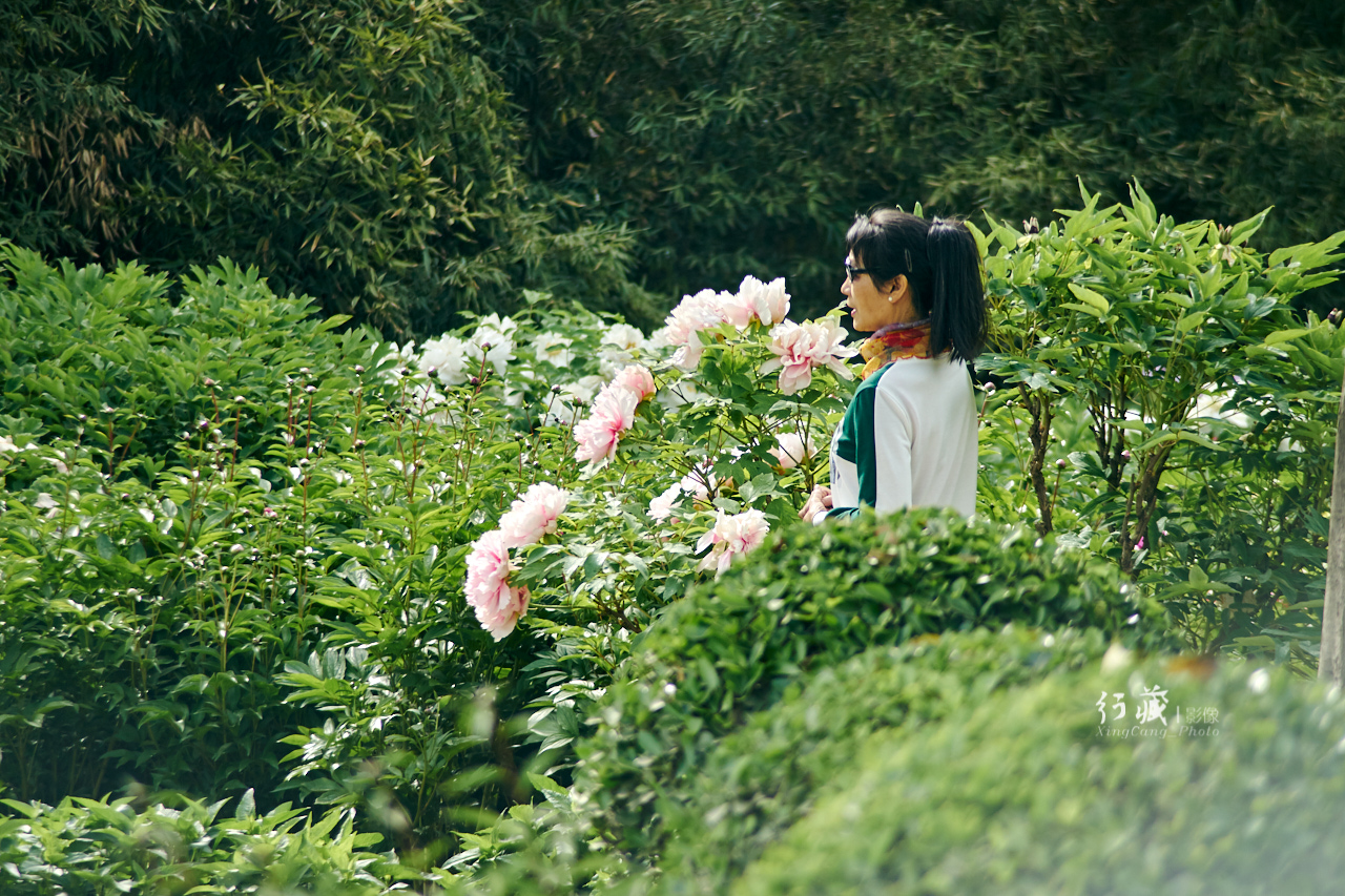 牡丹盛开的地方牡丹园,牡丹园牡丹花竞相绽放