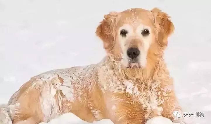 天气冷怎么照顾狗狗,天气冷应该给狗狗注意什么呢