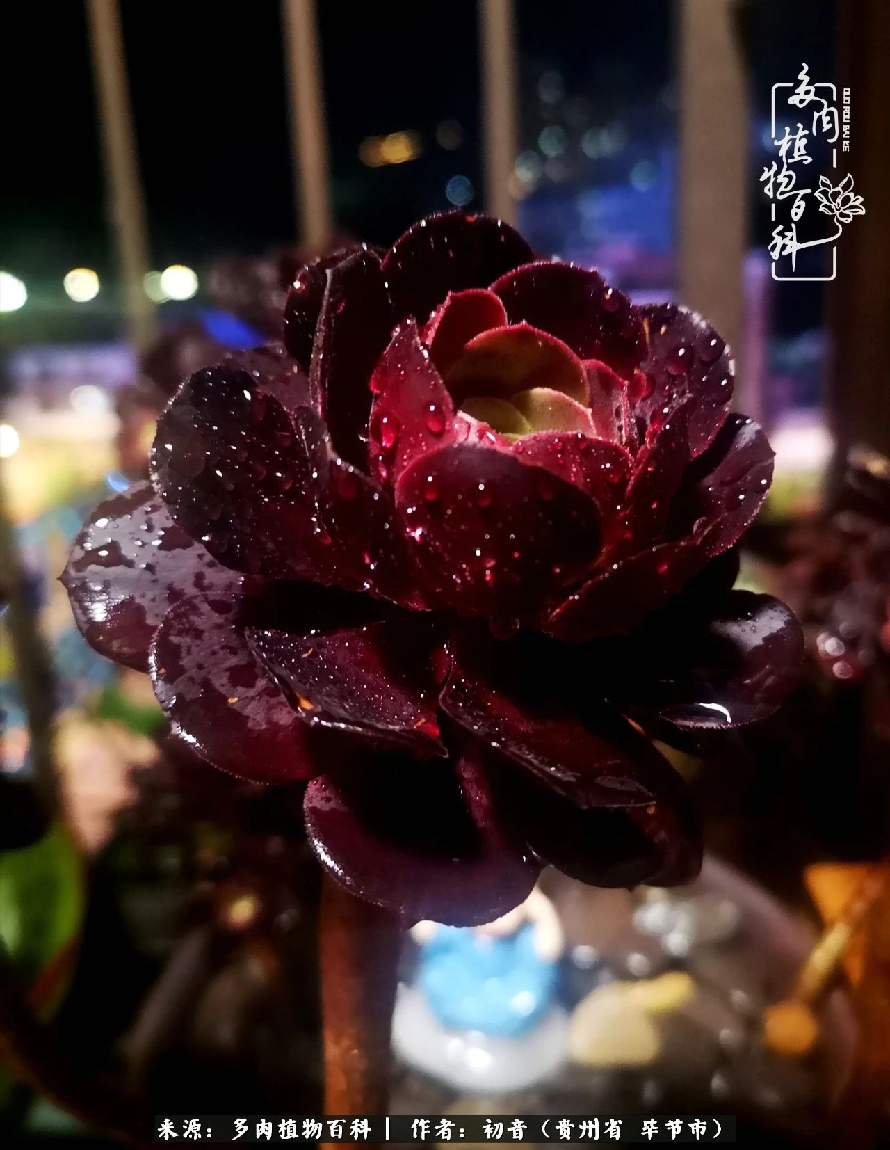 和多肉共度美好时光,与多肉一起成长