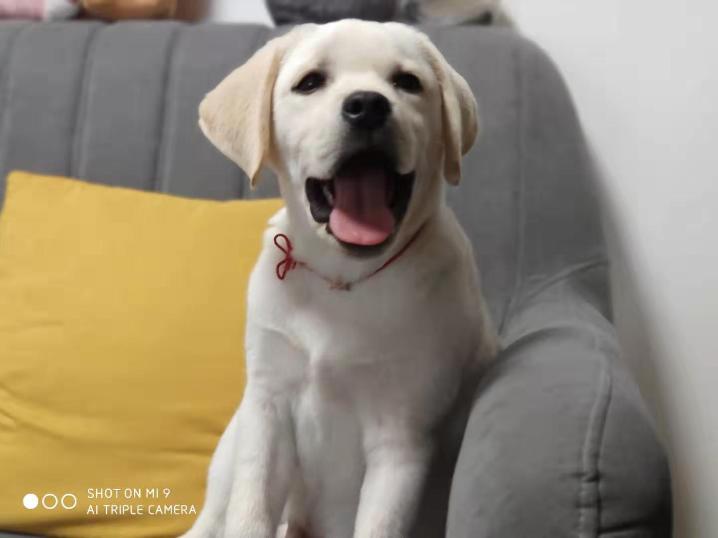 养两只拉布拉多是怎样的体验,养只拉布拉多能收获多种体验