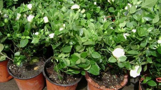 栀子花会变“魔法”,1根枝条长出1盆花,开花洁白味道香