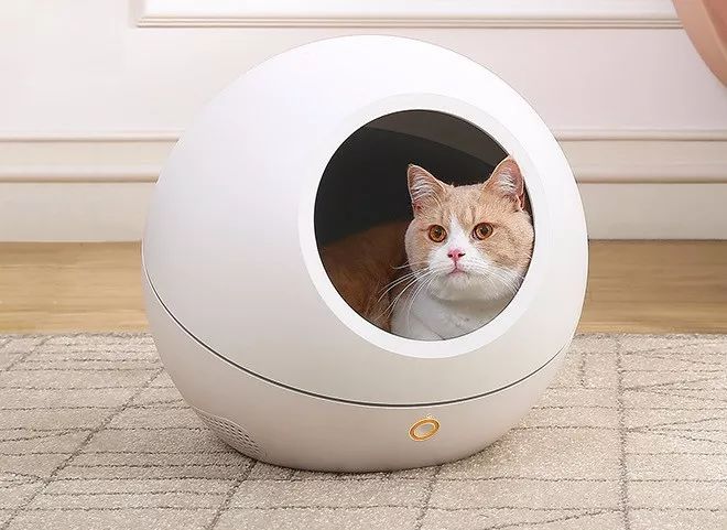 小佩猫窝事件,小佩闷死猫事件