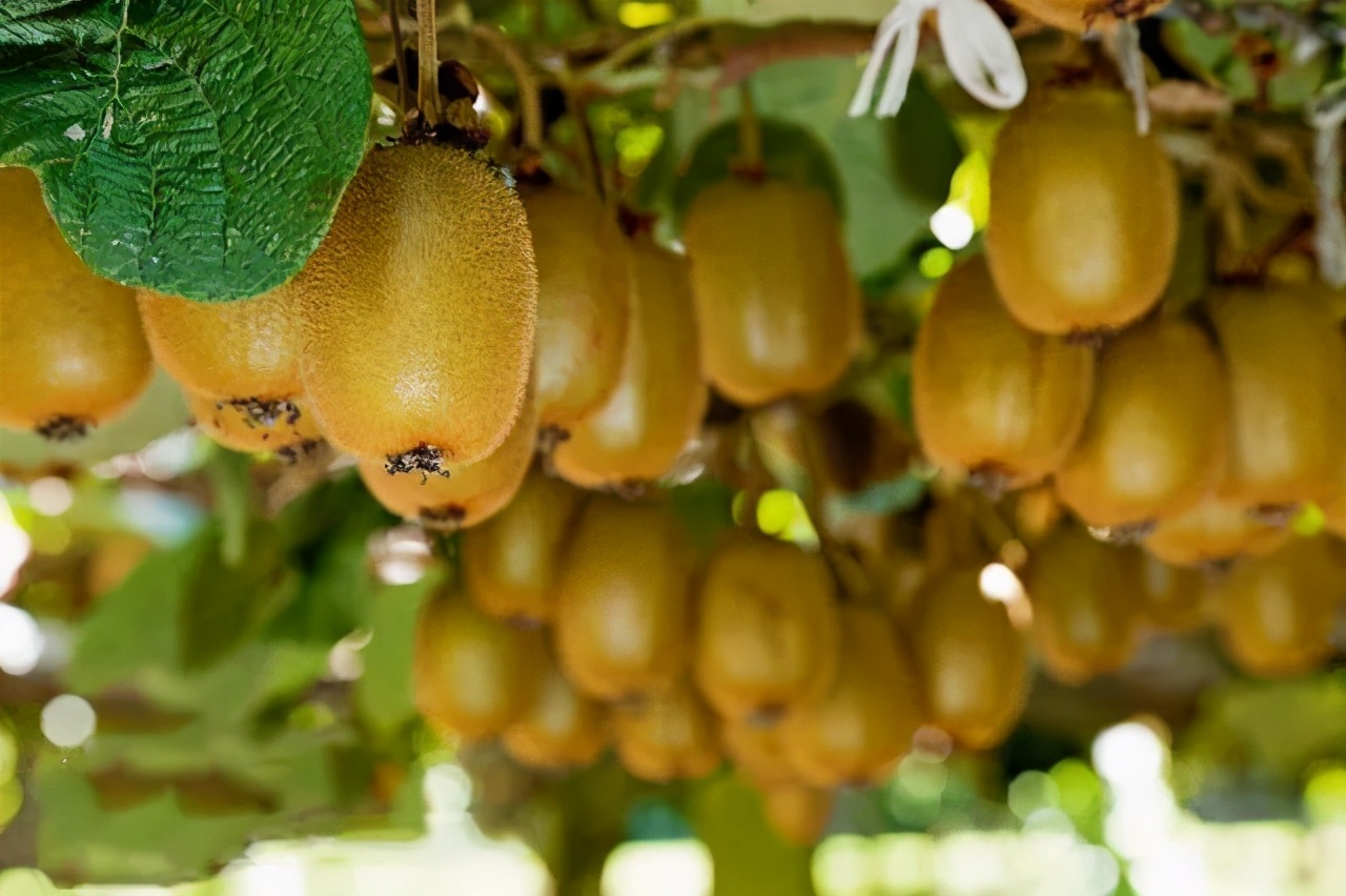 家乡特产有哪些好吃的,有什么家乡的特产