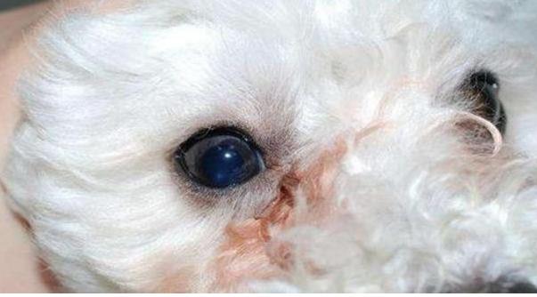 比熊犬总是眼屎多,比熊犬眼泪眼屎多滴什么眼药水