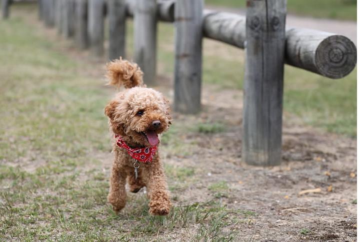 目前很受网友欢迎的几种小型犬，排名第一的竟然用漱口杯都能装下