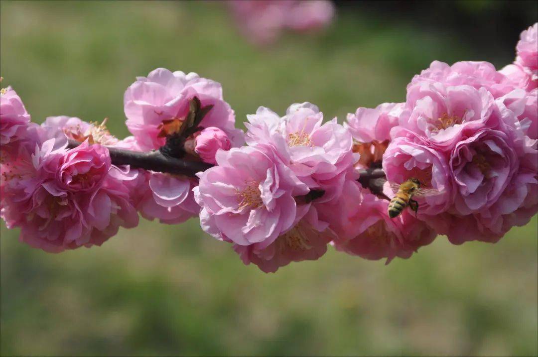 樱花植物有哪些品种,植物世界系列