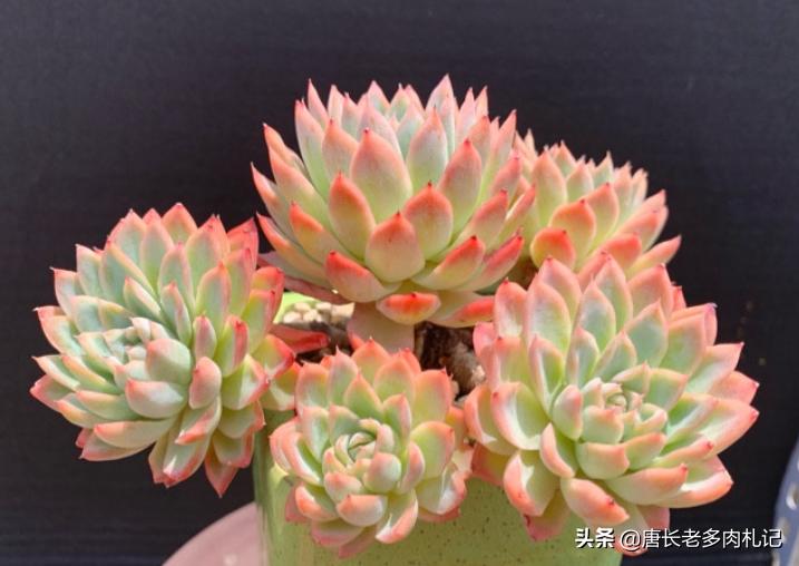 新买的裸根多肉修根后要晾几天,刚买的裸根多肉如何栽种