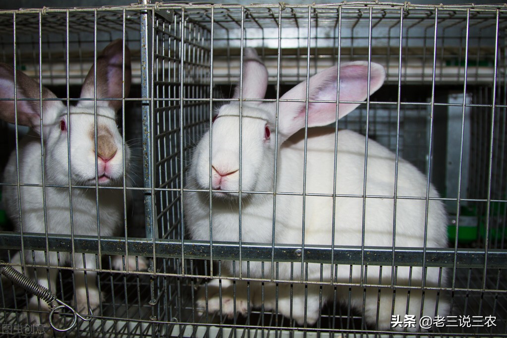 一个办法，解决冬天兔子饮水问题，长膘快，产仔多，一年多挣1000