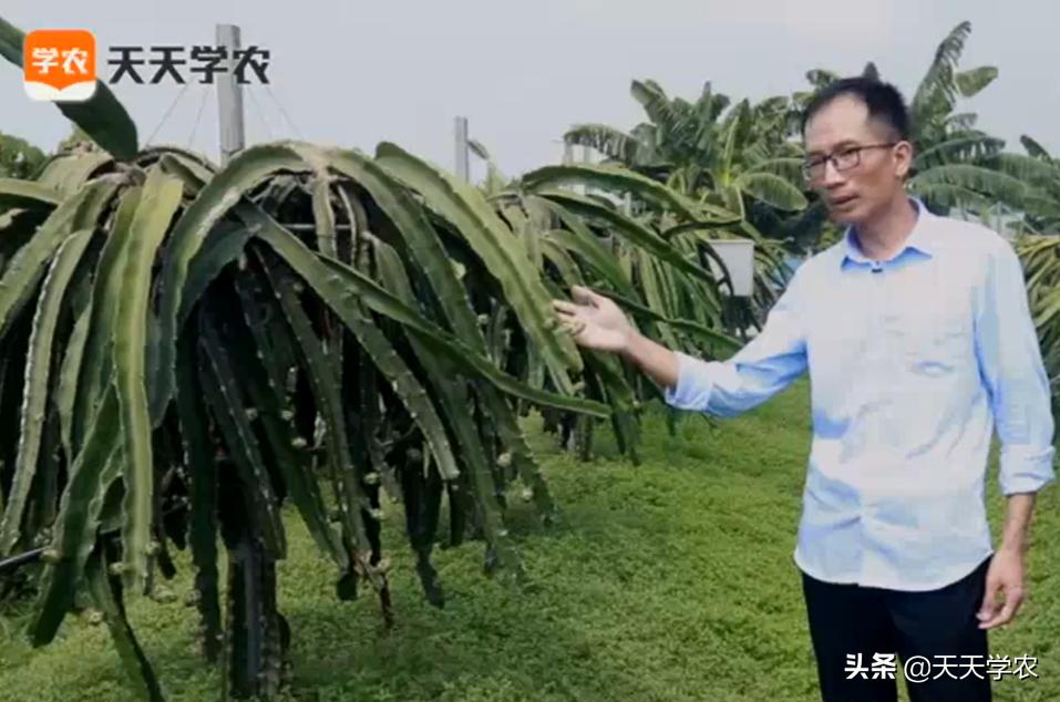 火龙果生产期8月主要农事工作,火龙果怎样避开78月高产