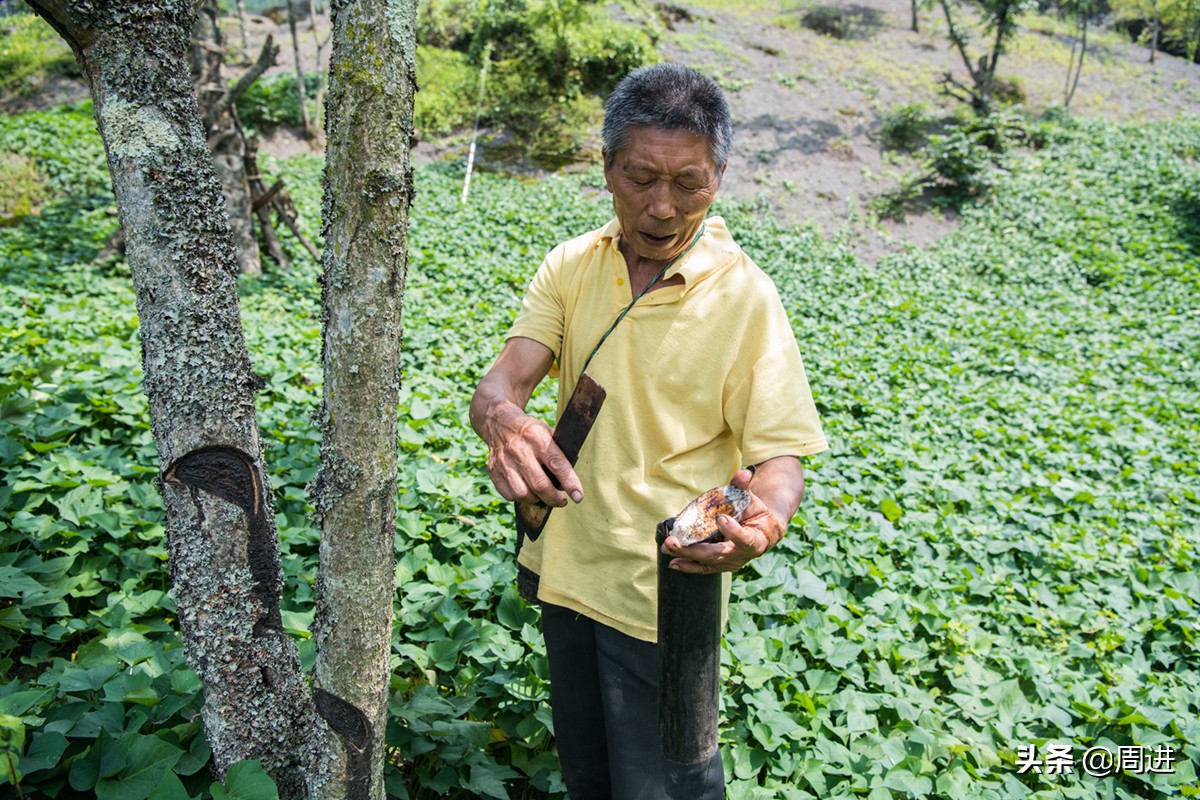 割漆因为什么让人体产生危害,漆树割漆人