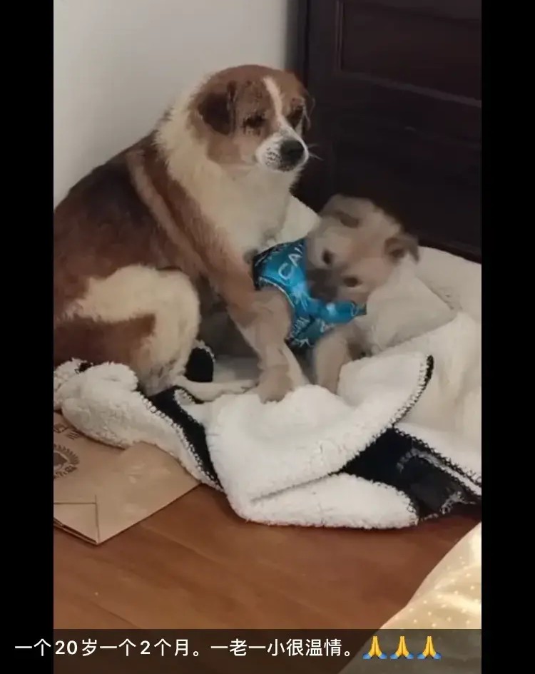 乐途黑妞的收获,黑妞乐途2019年骑行视频