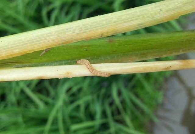 东北地区水稻二化螟什么时间防治,定远县水稻二化螟现状