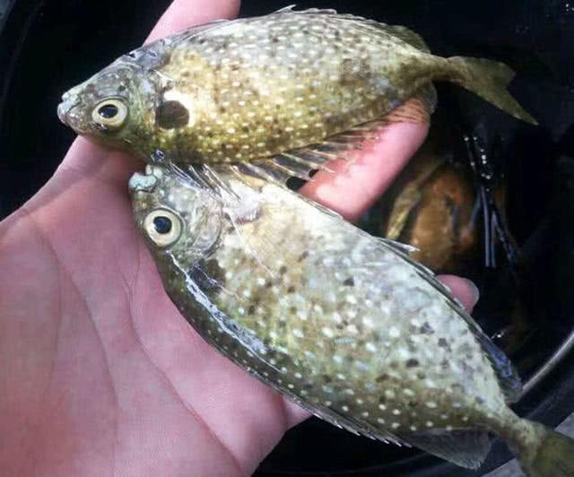 海边一种小不丁点大的泥猛鱼,刺得龇牙咧嘴,腹内有一股特殊的臭