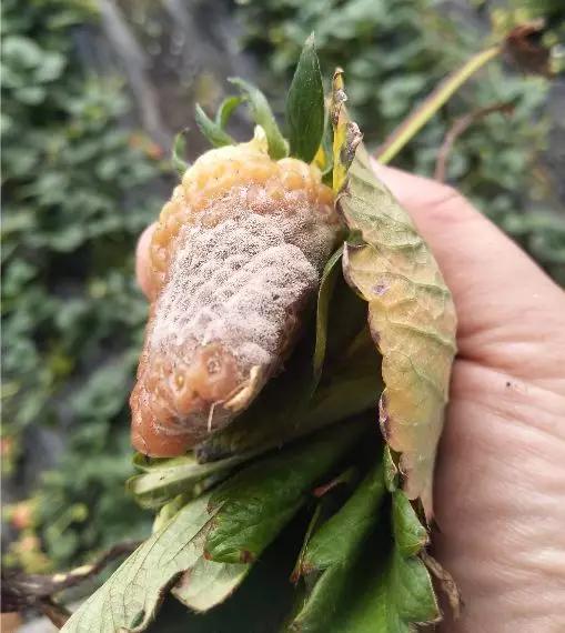 灰霉病的可怕之处——爆发迅速，对付灰霉病的好办法！