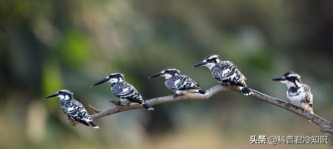 耐克广告语justdoit,耐克球鞋冷知识100个