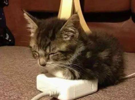 猫主子受伤了怎么处理,猫咪生病铲屎官做些什么