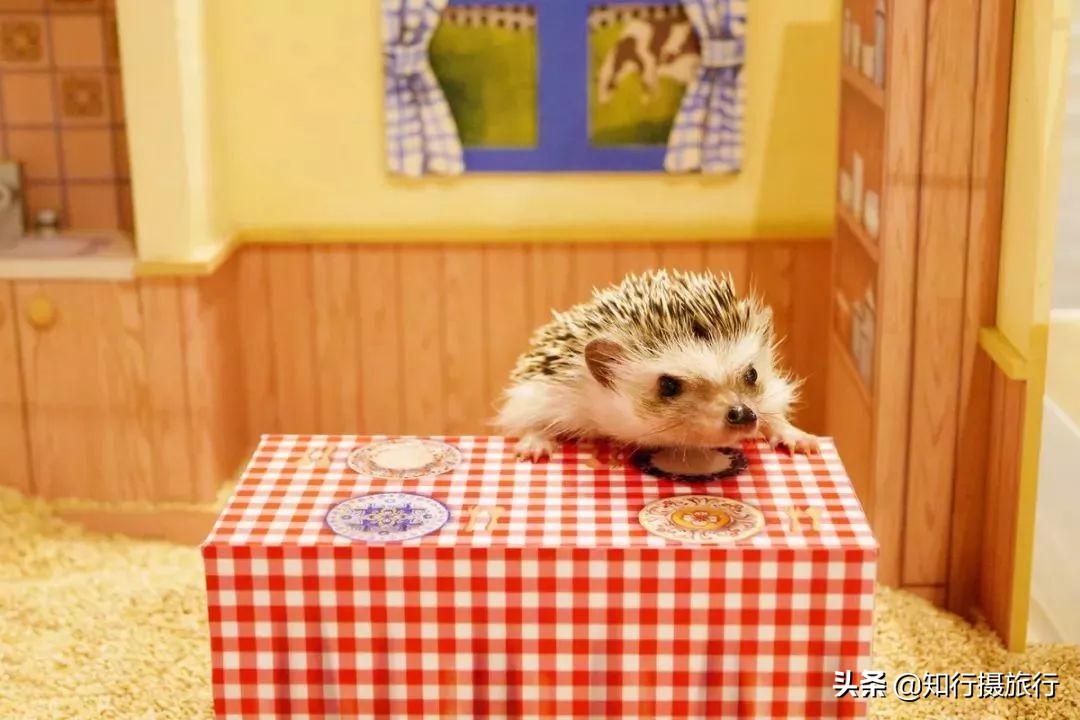 日本“神兽”不只有奈良鹿，日本网红动物主题旅行攻略