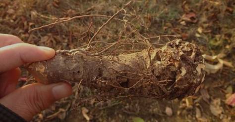 果树根癌病的发病规律与防治措施