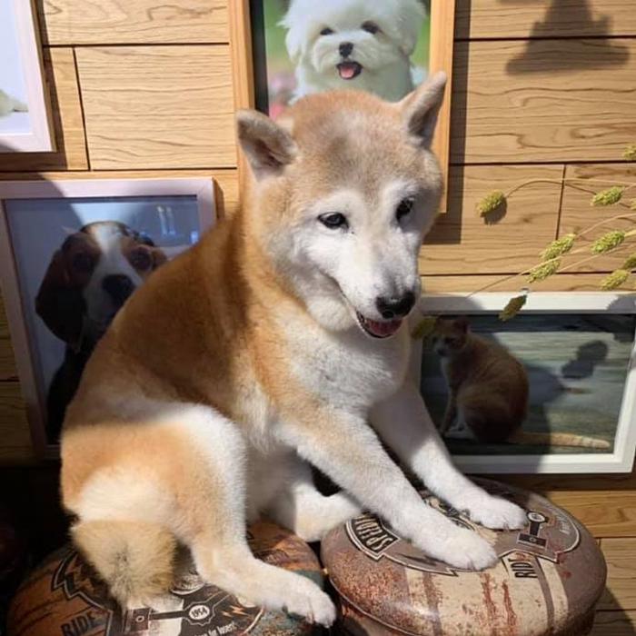 柴犬哭泣声音,柴犬嗷嗷惨叫