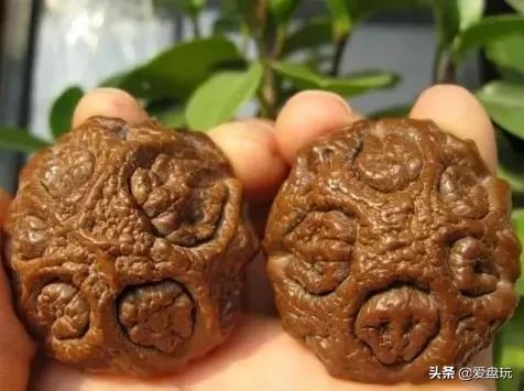 这张菩提子家谱，囊括30种，很少能有人认全