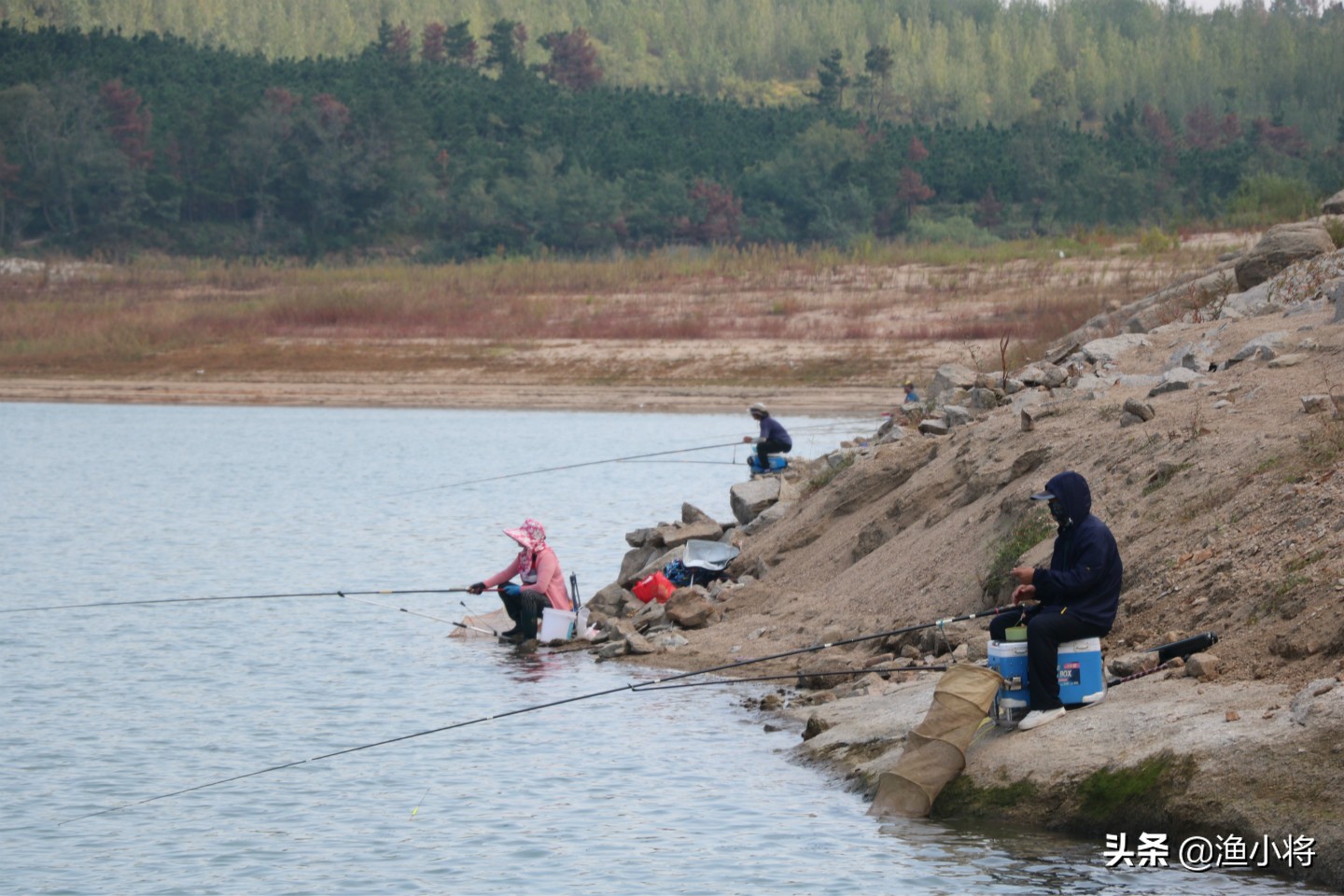 秋冬打窝什么酒米最好,冬天酒米打窝的方法