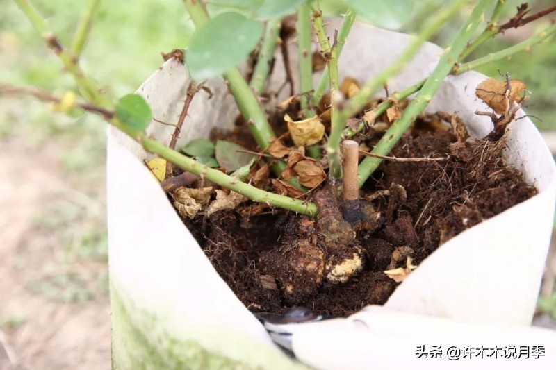 月季病害高清图,12种月季常见病害图解