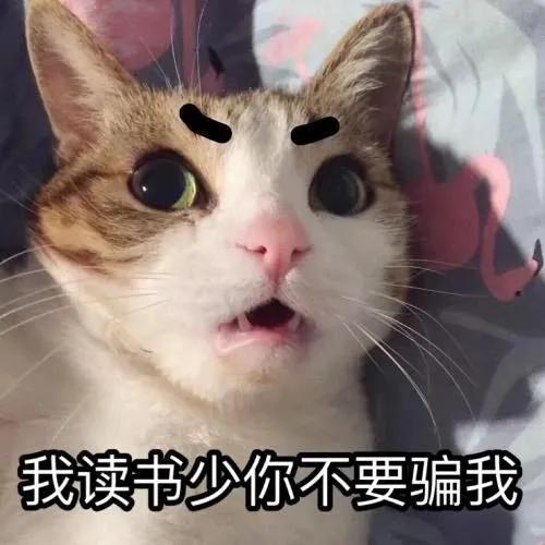 猫咪的胡须原来这么重要,猫咪胡须对猫有什么影响