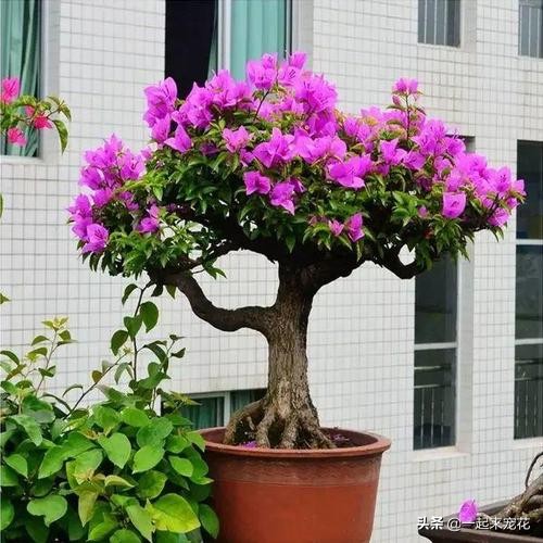 3种能开花的树，树干坚韧有劲，花朵柔美娇嫩