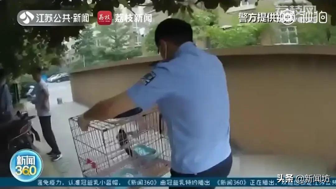 这只鸟成精了竟然会说人话,这鸟成精了原版视频