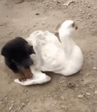 大叔刷百万礼物,大叔刷100万见网红