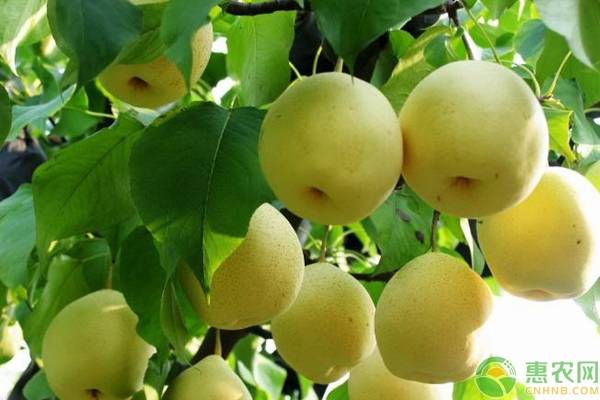 梨树黑星病防治技术,梨树黑星病在叶片的表现