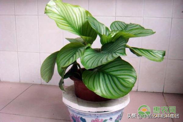 青苹果绿植叶子发黄,青苹果花叶子发黄怎么回事