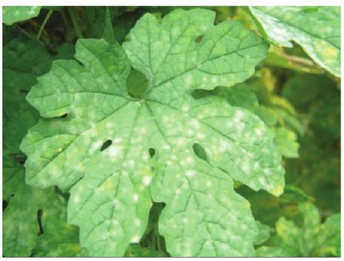 苦瓜叶片得白粉病干黄如何挽救,种植苦瓜黄叶病怎么防治