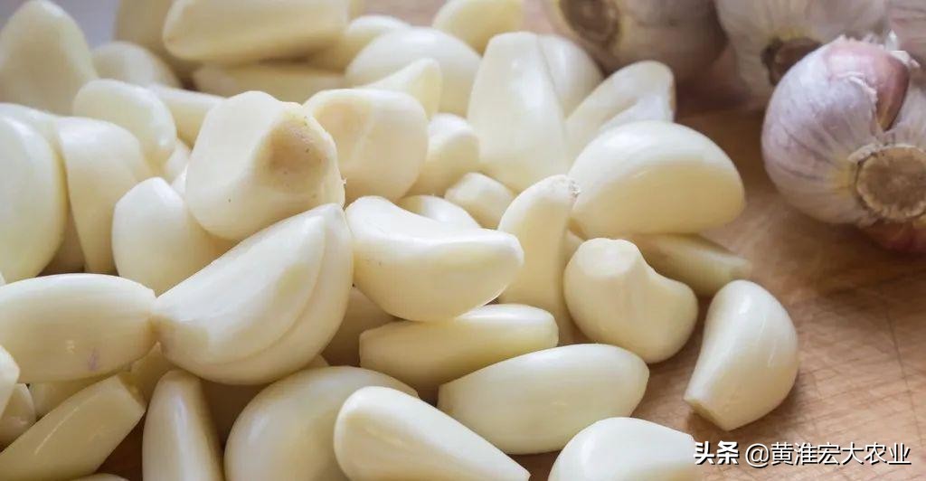 09年大蒜暴涨原因,2010年全国大蒜上涨趋势图