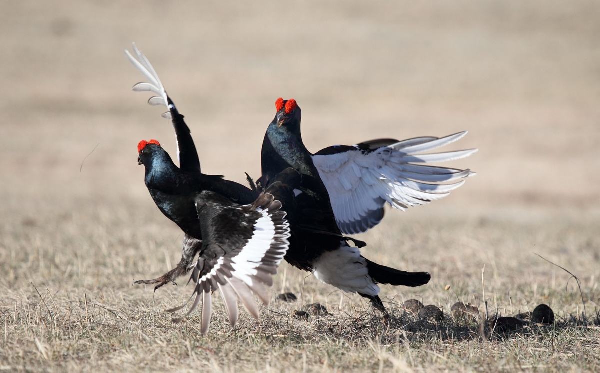 鸟类求偶成本,鸟类有哪些求偶方式呢