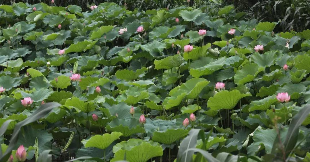 国庆7天去哪玩成都,国庆七天长假去哪里玩