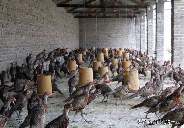 2022年农村养殖什么最赚钱,在广西农村养殖什么最赚钱