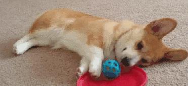 狗狗7岁了需要吃老年狗粮吗,狗狗一般多大算是步入老年