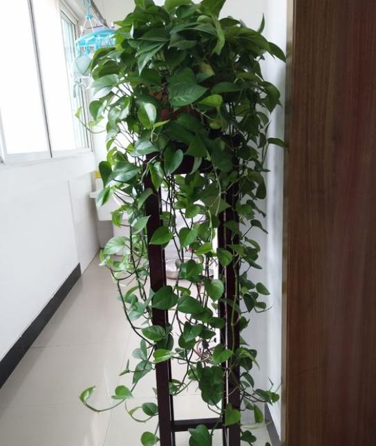 绿萝黄叶是什么原因如何处理,绿萝黄叶是什么问题怎么解决