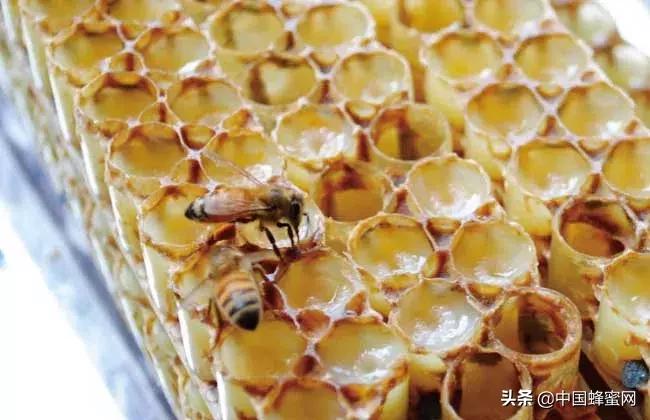 多少钱一斤的蜂王浆比较靠谱,蜂王浆多少钱一斤合理