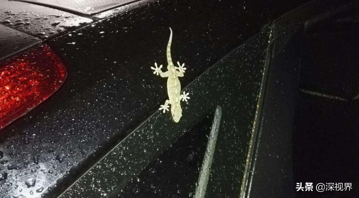 壁虎呆萌可爱,又可爱又温顺的壁虎