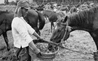 侵华老兵回忆如何捉弄长官：给长官吃头皮屑饭，往马蹄子上放钉子