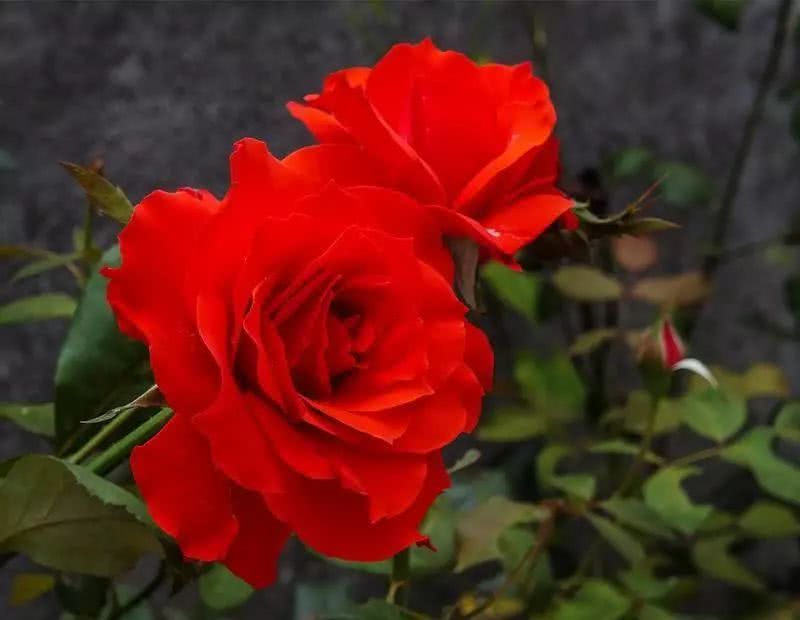 中国花协推荐牡丹为国花评述,中国花卉协会牡丹国花